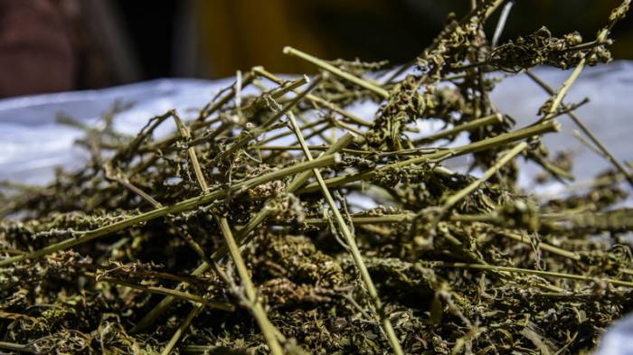 Mehr als 200 Kilogramm Cannabis nahe griechisch-albanischer Grenze sichergestellt