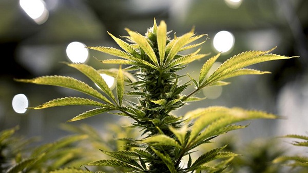 60% des Américains favorables à la légalisation du cannabis
