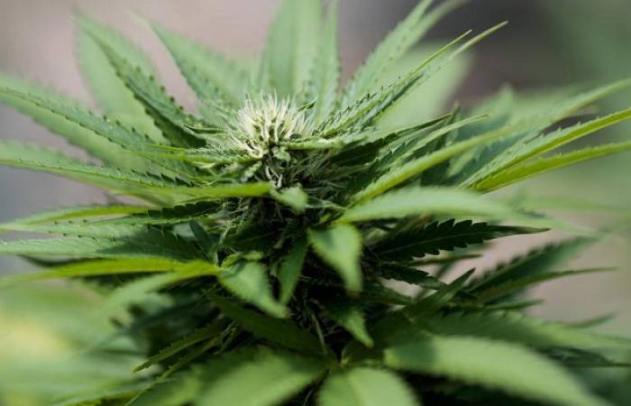 L'Uruguay ouvre son registre de consommateurs de cannabis