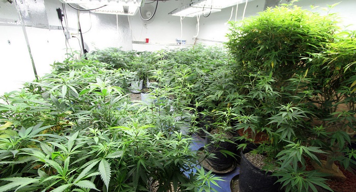 Les retraités japonais pour la légalisation du cannabis