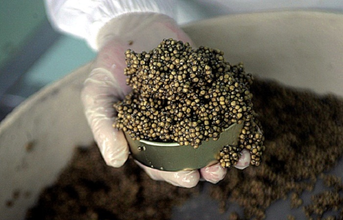 Russie: Un corbillard transportait une demi-tonne de caviar en excès de vitesse