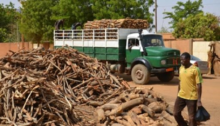 Illegaler Holzhandel: 240 Festnahmen in Afrika und Amerika