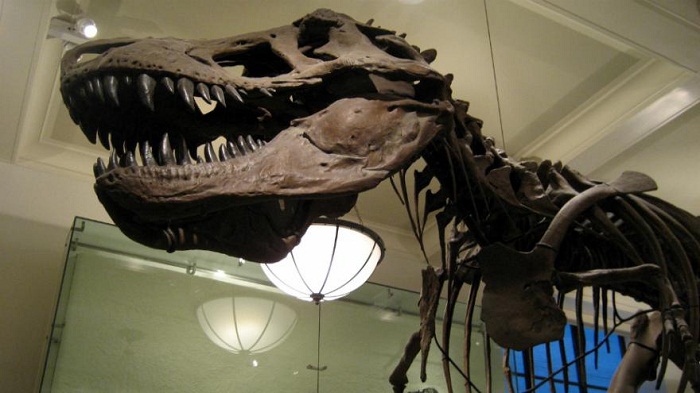 Les dinosaures avaient probablement des lèvres pour cacher leurs grosses dents