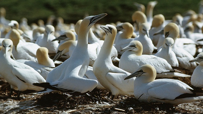 Argentine: 130 oiseaux dans des bagages