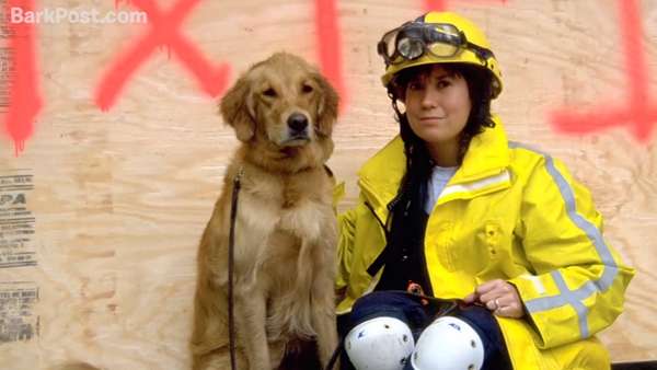 Bretagne, le dernier chien-sauveteur du 11-Septembre, est mort - VIDEO