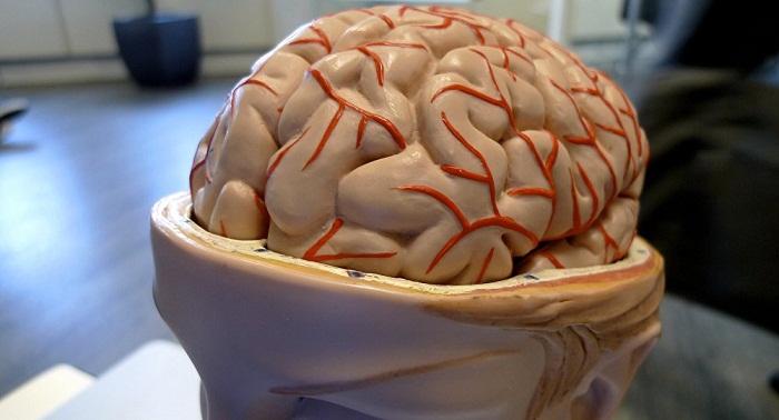 El tamaño del cerebro influye en el trastorno por déficit de atención