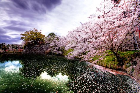  Sakura çiçəklədi- FOTOLAR