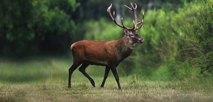 Un chasseur confond une femme avec un cerf et la tue