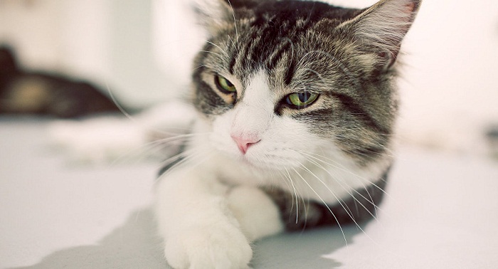 Fusillade à Munich: les chats envahissent les réseaux sociaux