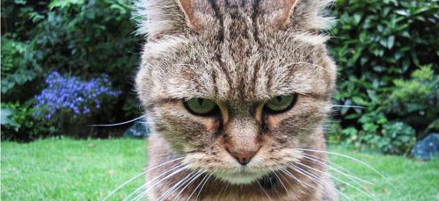 Un chat russe séquestre sa proprié­taire dans sa propre cuisine pendant deux jours