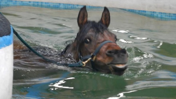 Ils retrouvent un cheval dans leur piscine