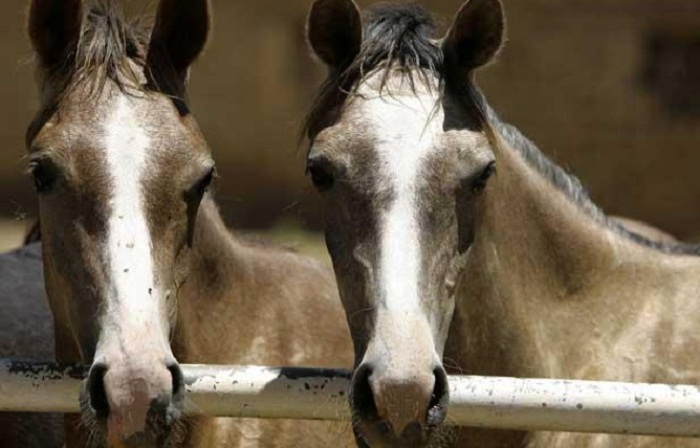 Les chevaux seraient capables de comprendre certaines de nos émotions