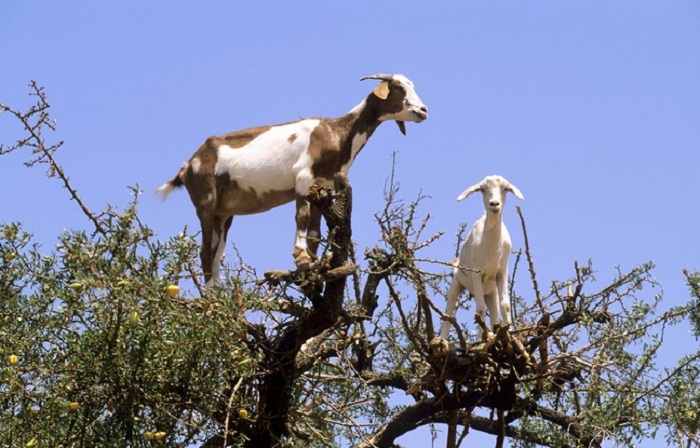 Un gang de chèvres sauvages terrorise un village de Nouvelle-Zélande