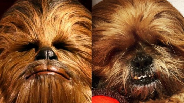 Ce chien est le fils caché de Chewbacca