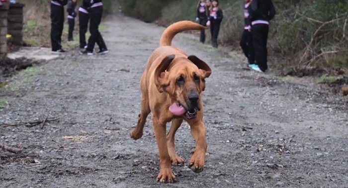 Une chienne se classe septième à un semi-marathon