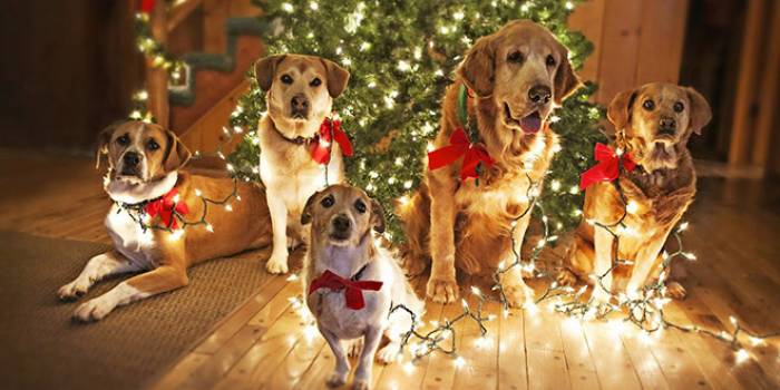 L'ennemi des chiens en cette période de Noël