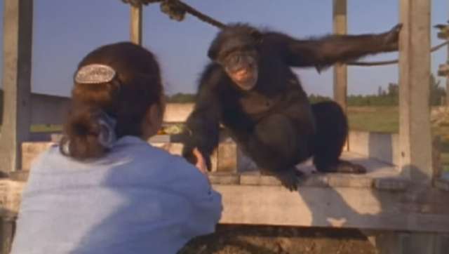 The Secret to chimpanzee super-strength has finally been revealed