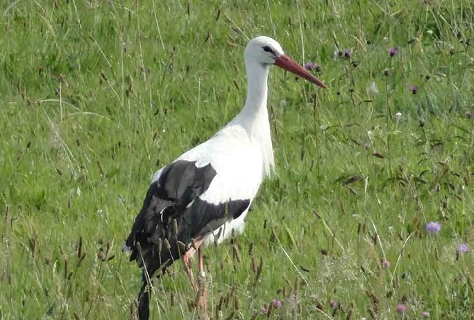 Elle tombe amoureuse d’un oiseau en plastique et refuse de migrer vers le sud