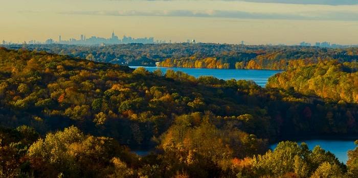 Las ciudades están alterando la evolución de las especies