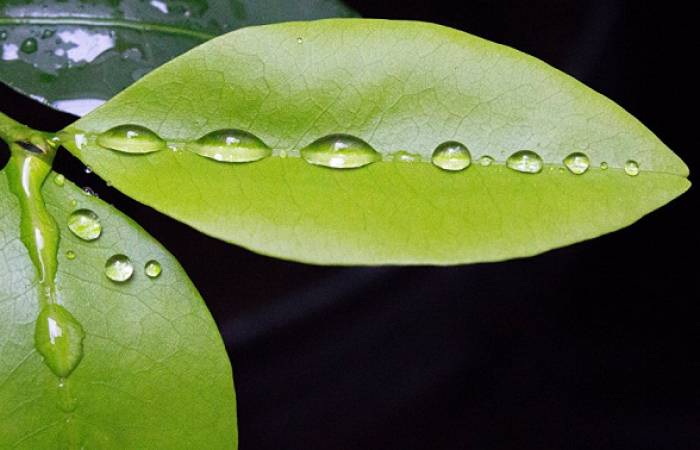 Bolivia allana el camino para el comercio del mate de coca en Ecuador