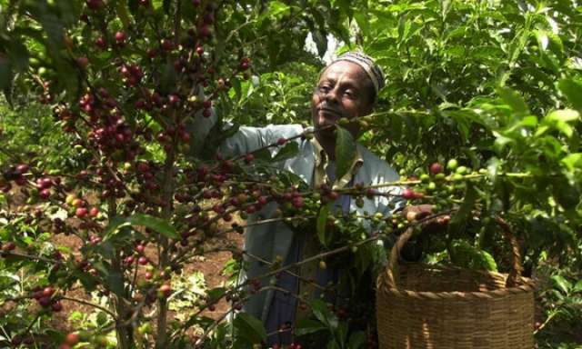 Global warming brews big trouble in coffee birthplace Ethiopia