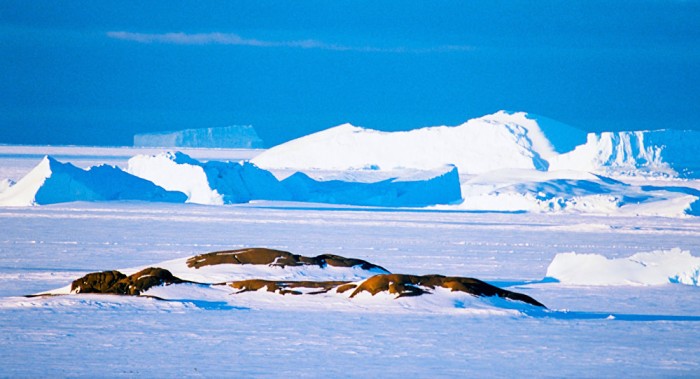 Colombia inicia tercera expedición científica a la Antártida 