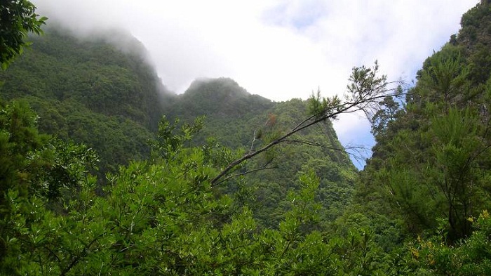 La Colombie va planter 8 millions d’arbres pour la paix