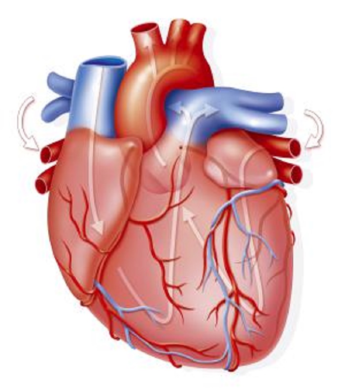 ¿Cuál es la diferencia entre insuficiencia cardíaca, ataque cardíaco y paro cardíaco?