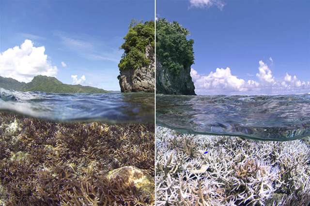 Coral reefs around the world threatened by bleaching, NOAA says