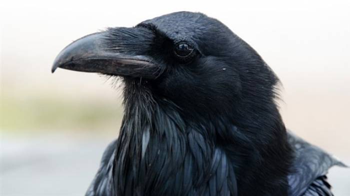 Les corbeaux savent différencier les humains fiables et les tricheurs