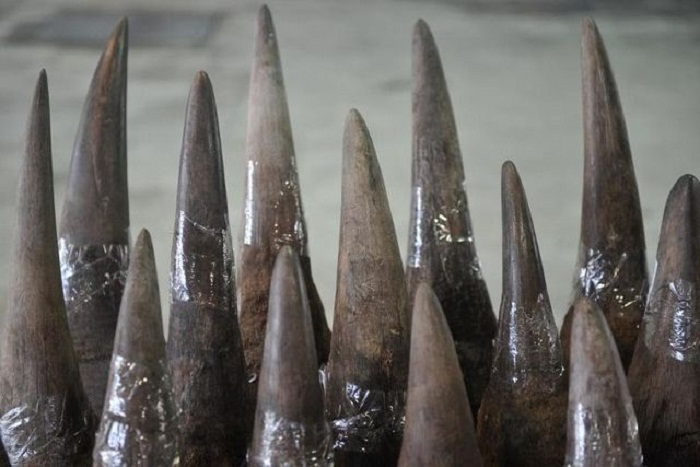 Afrique-du-Sud: arrêté avec 43 kilos de cornes de rhinocéros