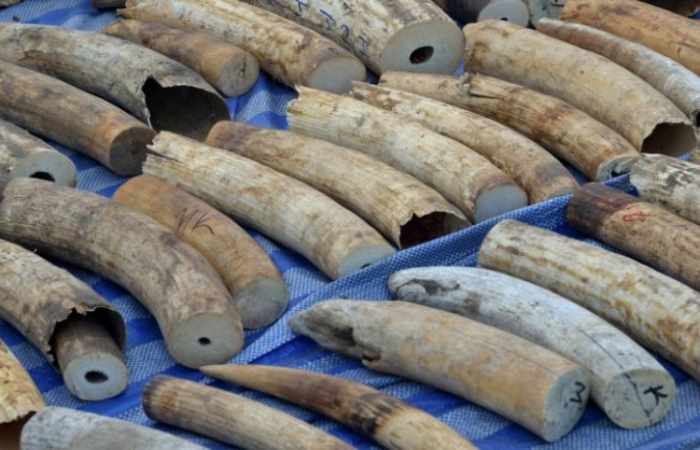 Malaisie: 18 cornes de rhinocéros saisies
