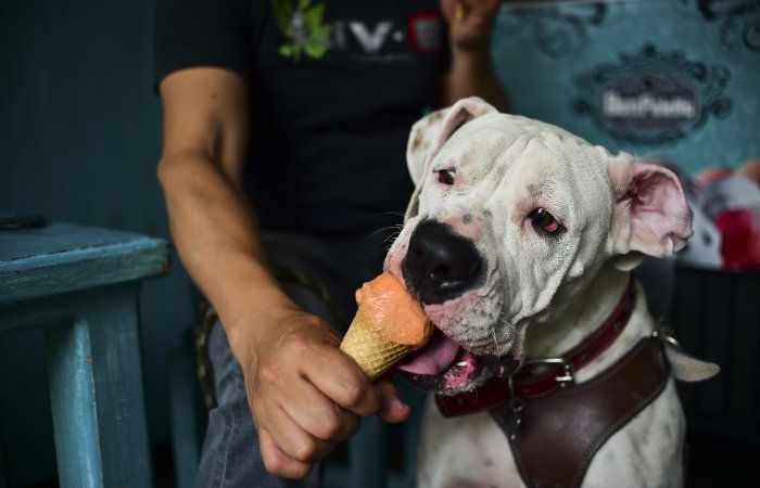 Mexique: des crêmes glacées pour les chiens
