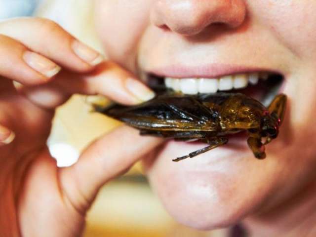 How eating giant hornets could solve the global food crisis