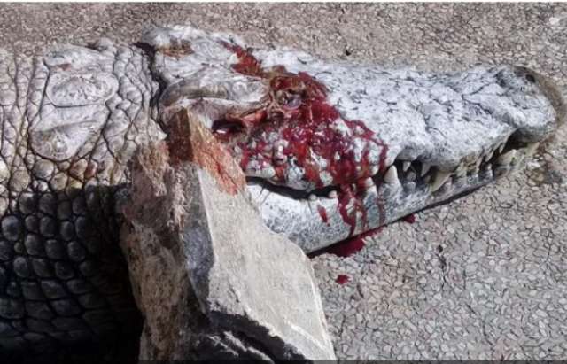 Crocodile stoned to death in horrific attack at Tunisian zoo