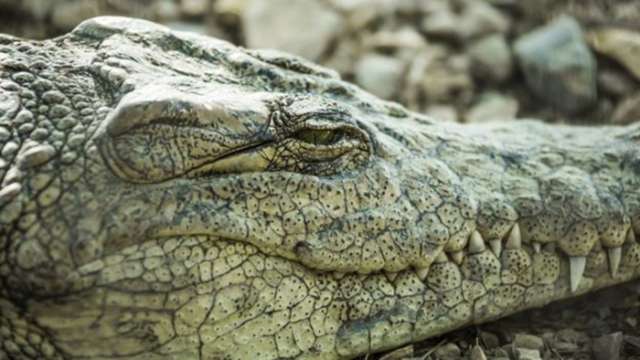 Crocodiles sleep with one eye watching