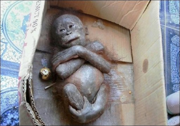 Tierschützer in Indonesien retten “mumifiziertes“ Orang-Utan-Baby