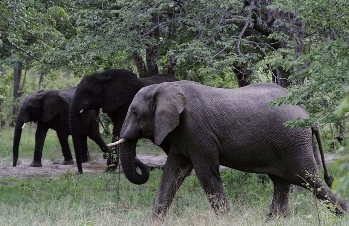 Encore 22 éléphants empoisonnés au Zimbabwe