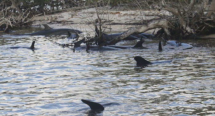 Plus de 80 dauphins trouvés morts près des côtes de Floride - VIDEO