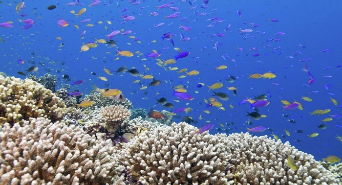 La décoloration menace l’avenir de la Grande barrière de corail