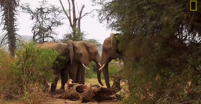 Des éléphants pleurent leurs morts : des images saisissantes