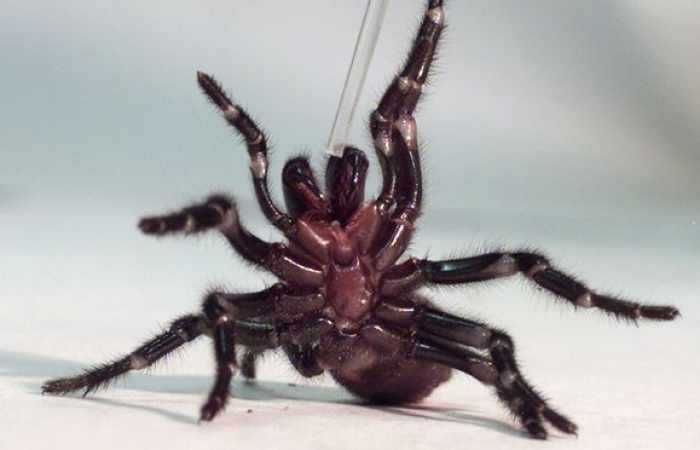 Deadly spider venom could ward off stroke brain damage, say doctors