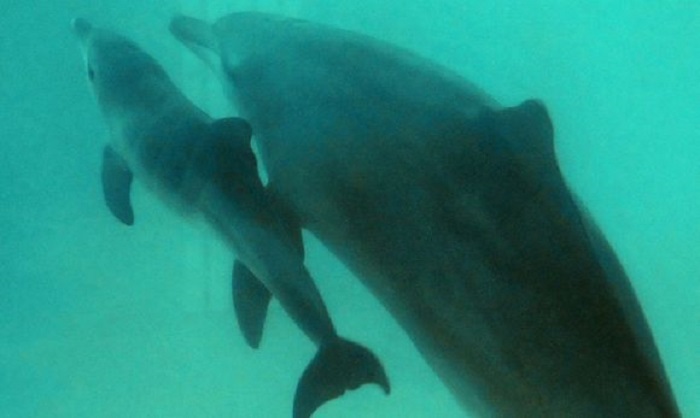US-Behörden wollen Schwimmen mit Delfinen verbieten