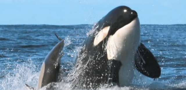 Les orques chassent aussi des dauphins