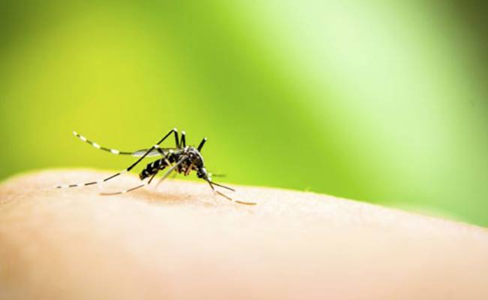 Protein target to prevent dengue transmission Identified