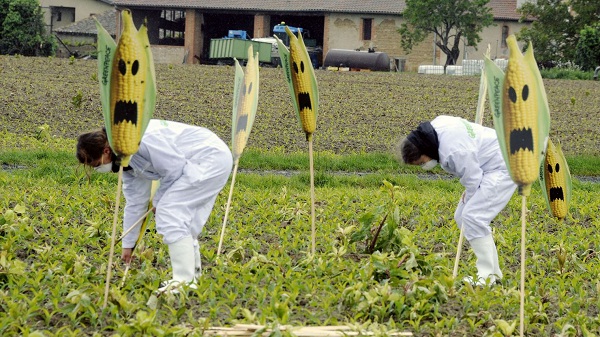 OGM : plus de 100 prix Nobel s`en prennent à Greenpeace dans une lettre ouverte