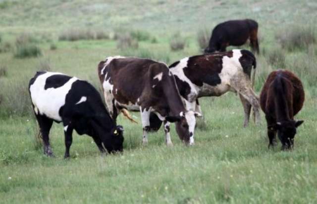 Des vaches néerlandaises déclarés persona non grata en Turquie