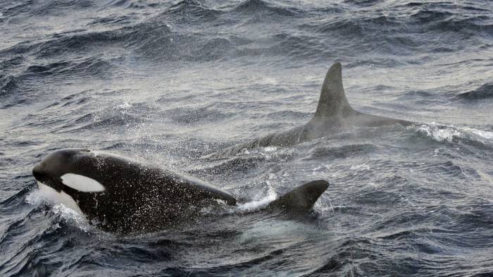 Russie: la chasse à outrance aux orques et bélougas inquiète les scientifiques
