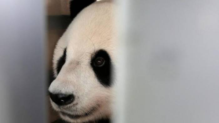 Indonésie: 2 pandas chinois pour les 60 ans de relations
