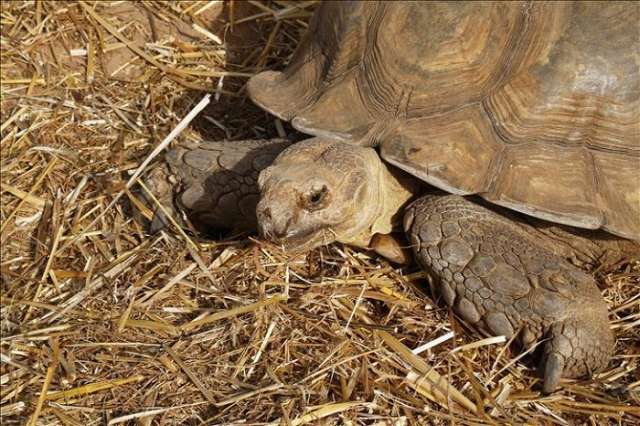 Diego, le héros qui a sauvé les tortues de Galapagos de l’extinction